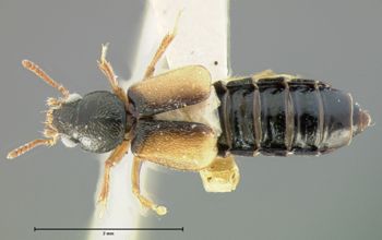 Media type: image;   Entomology 6559 Aspect: habitus dorsal view